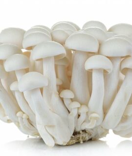 Milky Mushroom 250gm