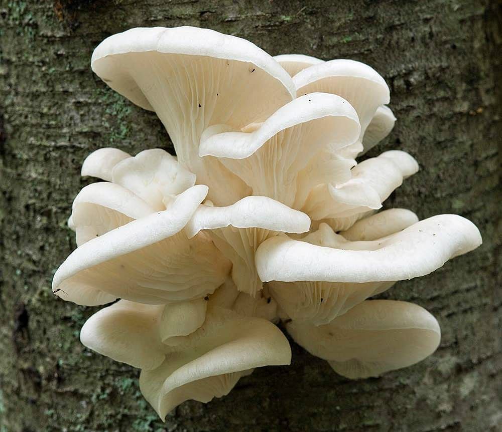 mushroom