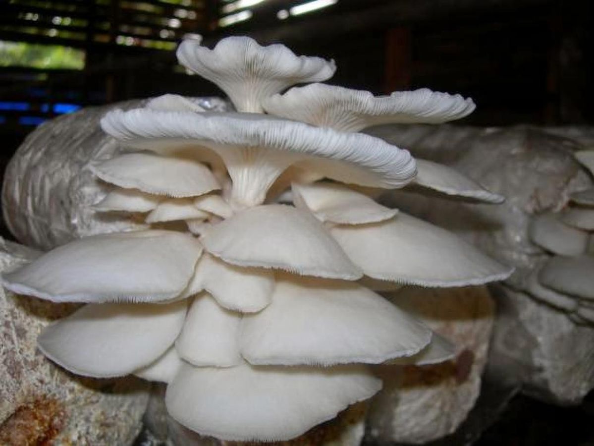 Mushroom Farming in Telangana: An Opportunity for New-Age Farmers