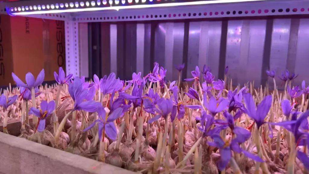 Saffron Indoor Setup